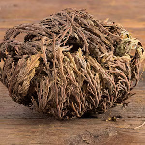 Rose of Jericho (Resurrection Flower) Spiritual Rebirth which Removes Negativity and Brings Good Luck